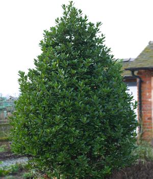 Sweet Bay Laurel  1 Gallon  Tree, Herb  Trees  Evergreen  Gardener