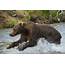 Brown Bear Jumping In Water Photograph By Dan Friend