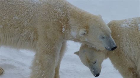 Polar Bear Surprises Quebec Zoo Workers By Giving Birth In Captivity