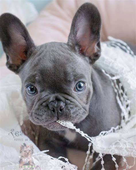 Fox 31 shows you the overwhelming response from the community and how these french bulldogs have a way. Baby French Bulldog Adoption | French Bulldog