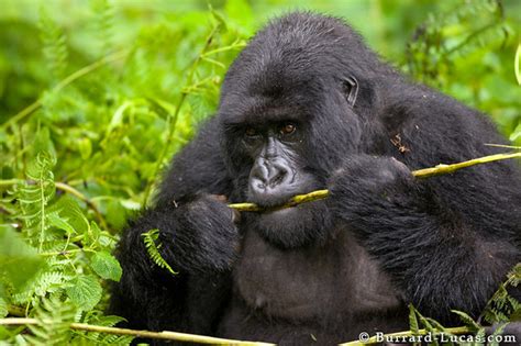 Adult Gorilla Eating A Fern Burrard Lucas Photography