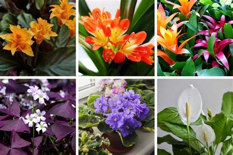 18 Indoor Plants With Yellow Flowers Estellabranden