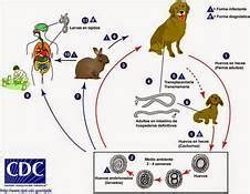 Figure Toxocara Canis Life Cycle Contributed By CDC StatPearls