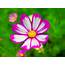 Pink Gesang Flower 2017 Flowers HD Wallpapers Preview  10wallpapercom