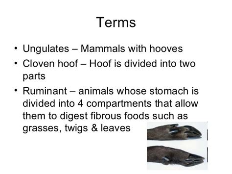 Hoofed Mammals 1