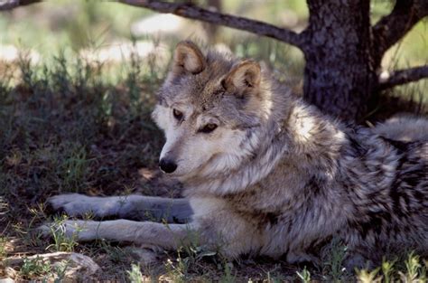 Mexican Wolf Population Goes Up In Us With At Least 163 Now In