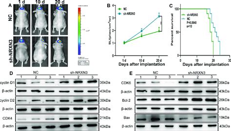 NRXN3 Inhibits Glioma Growth In Vivo A B Bioluminescent Images Of The