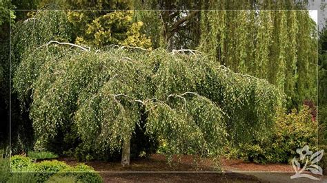 Dwarf Weeping Willow Tree A Delightful Addition To Your Garden Updated March 2024