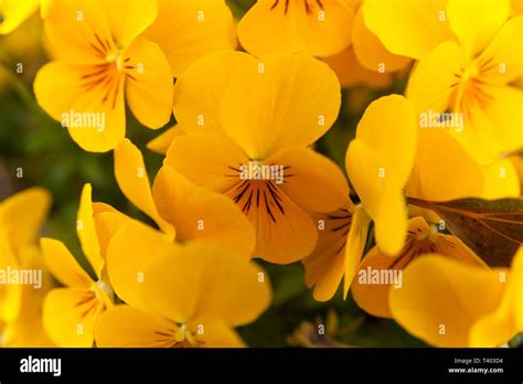 Beautiful Viola Pedunculata Flower The California Golden Violet
