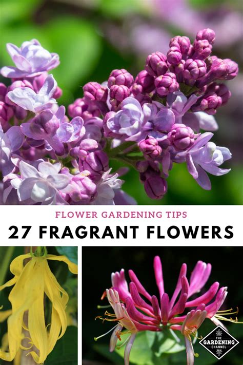 27 Best Fragrant Flowers To Grow In Your Garden Gardening Channel