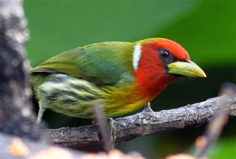 How To Find The Best Bird Photography Tour In Costa Rica Costa Rica