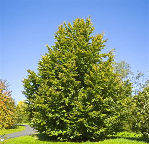 Common Beech Plant Profile Sylvan Gardens Landscape Contractors