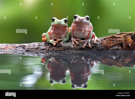 Two Dumpy Tree Frogs Sitting On Branch Hi Res Stock Photography And