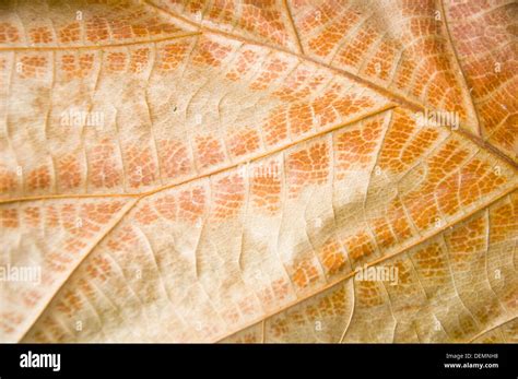 Dry Teak Wood Leaf Texture Background Stock Photo Alamy