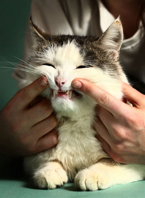 How to deal with cat bites cat guides cat biting, cat. Why You Should Invest In Your Cat's Dental Cleaning - An ...