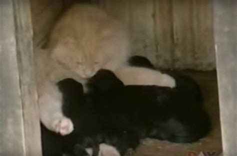 This is puppy steals bed from cat! by aztech films on vimeo, the home for high quality videos and the people who love them. This White Cat Had Been Stealing The Neighboring Dog's Puppies For An Unusual Reason - Page 4 ...