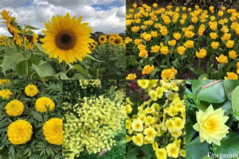 Different Yellow Flower Names 30 Types Of Yellow Flowers A To Z