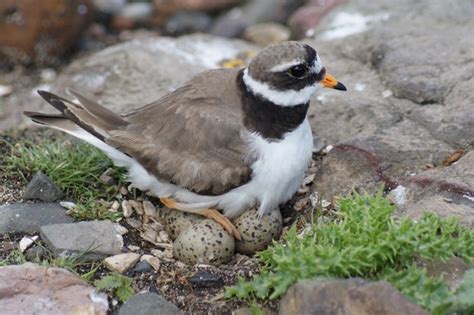 How Do Ground Nesting Waders Protect Their Eggs Discover Wildlife