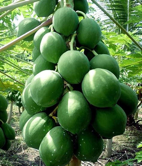 14 Different Types Of Papayas Best Tasting Papaya Variety
