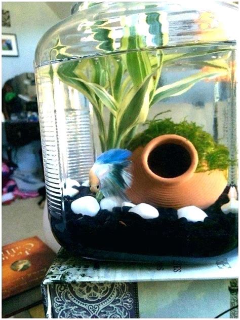 Ideas And Advice For Your Betta Tank All Pet Care