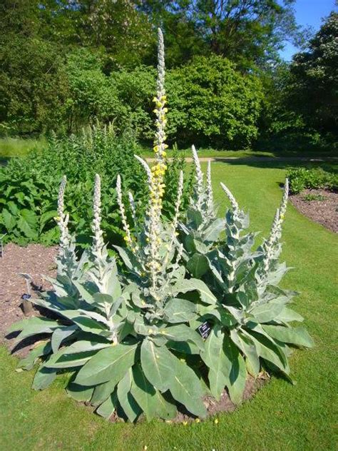 Great Mullein Facts And Health Benefits
