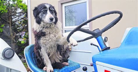 Tractor Loving Sheepdog Tippy Found Her Forever Home Through A Star Ad