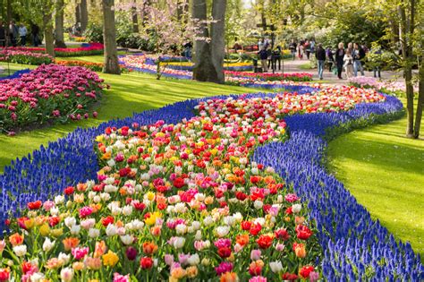 Keukenhof is a flower garden in the area of lisse, the netherlands. Keukenhof Gardens 5-Hour Group Tour from Amsterdam
