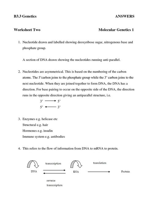 Amino acids are the building blocks of proteins. DNA and Protein Synthesis Worksheet Answers | Persuasive ...