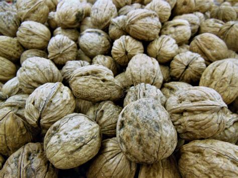 Group Of Walnuts For The Holiday Season Stock Image Image Of Walnuts
