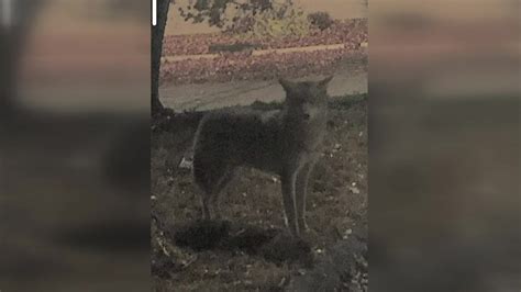 Police Warn Of Aggressive Coyote That Reportedly Attacked 3 People In
