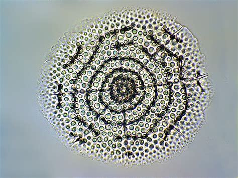 Ssm Discus South China Ocean Picture Of Radiolarian Microscopic