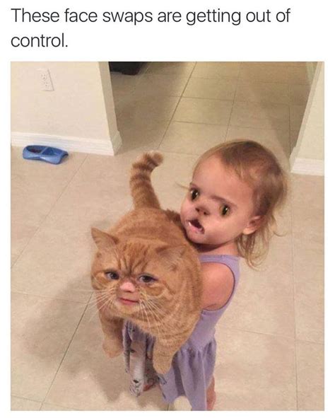 Finallyhome On Instagram “yikes Faceswap Freaky Catsofinstagram Cat Lol Instafunny