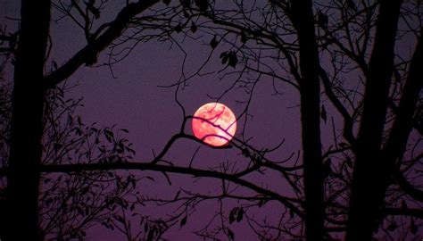 What Is The April Pink Moon Al Día News