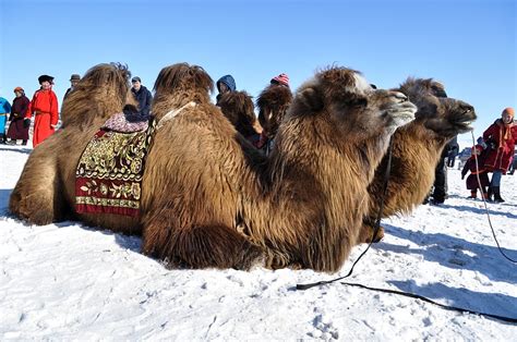 Thousand Camel Festival 2025 In Mongolia Dates