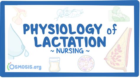 Physiology Of Lactation Nursing Osmosis Video Library