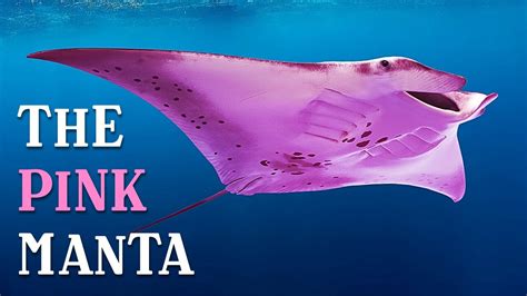 Scientists Found Out Why This Manta Ray Is Pink 7 Other Animals Only