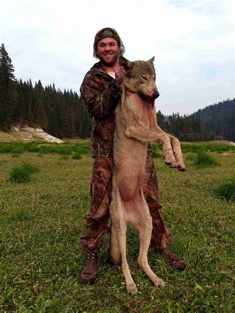 Idaho Grey Wolf Hunt Remodel