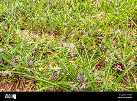 In Thailand There Are Several Pineapple Fields Stock Photo Alamy