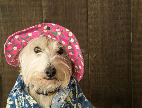 Funny Dog Wearing A Flower Hat And Hawaiian Shirt Stock Photo Image