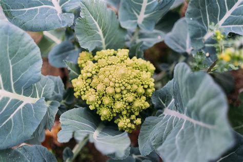 Group = italica group origin = possibly ancient rome subdivision = many; Romanesco Broccoli (or Cauliflower) Plant Growing In A ...