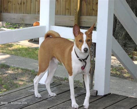 Basenji Hound Dog Pictures Hound Dog Breeds Pictures And