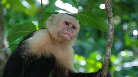 Monkeys Use Mosquito Repellent Too Mental Floss