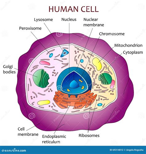 Esquema De Una Celula Humana