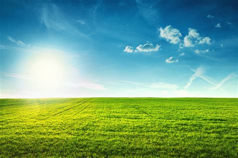 Field Of Spring Fresh Green Grass Stock Photo Download Image Now Istock