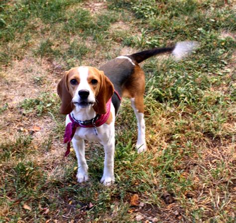 Beagle with Wagging Tail Picture | Free Photograph | Photos Public Domain