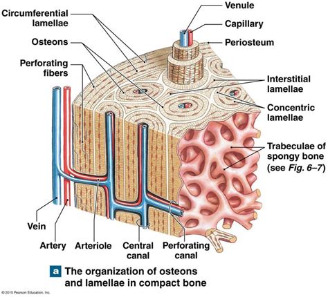 Spongy Bone Containg Red Bone Marrow Anatomy Bones Basic Anatomy And