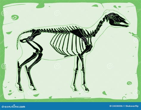 Side View Of Sheep Skeleton Royalty Free Stock Image Image 24338306