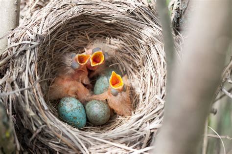 10 Gorgeously Colored Eggs Straight From Birds