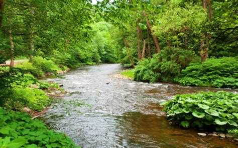 Small River Clear Water Forest Trees Vegetation Photo Wallpaper Hd