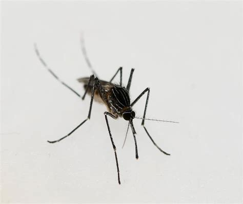 Services Solano County Mosquito Abatement District